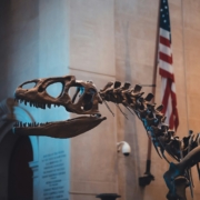 American Museum of Natural History American Museum of Natural History